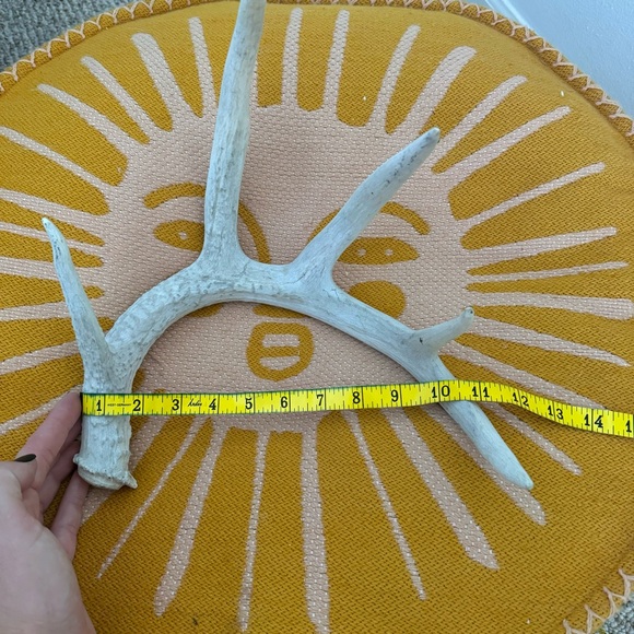 Small Decorative Antler - Picture 6 of 7